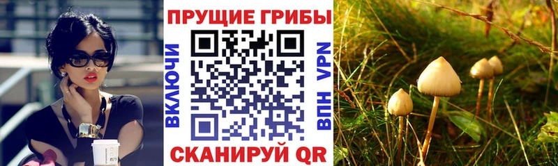 Галлюциногенные грибы Cubensis  наркотики  Куртамыш 